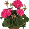 Pelargonium 'Survivor Idols® Rosalinda' - Pelargoon 'Survivor Idols® Rosalinda' P9/0,55L